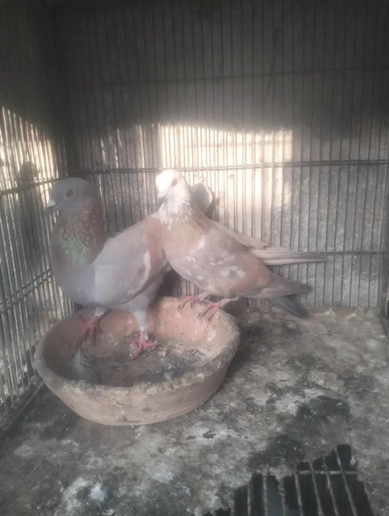 ghagra ganda dar or lal ban kheri butta dar — photo 4