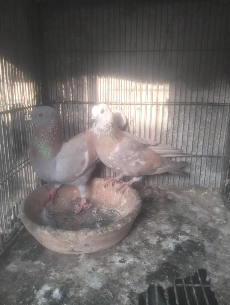 ghagra ganda dar or lal ban kheri butta dar — photo 6