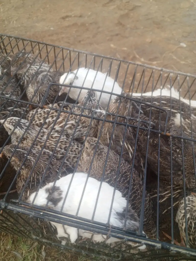 Batair in Karachi 03212239984 — photo 2