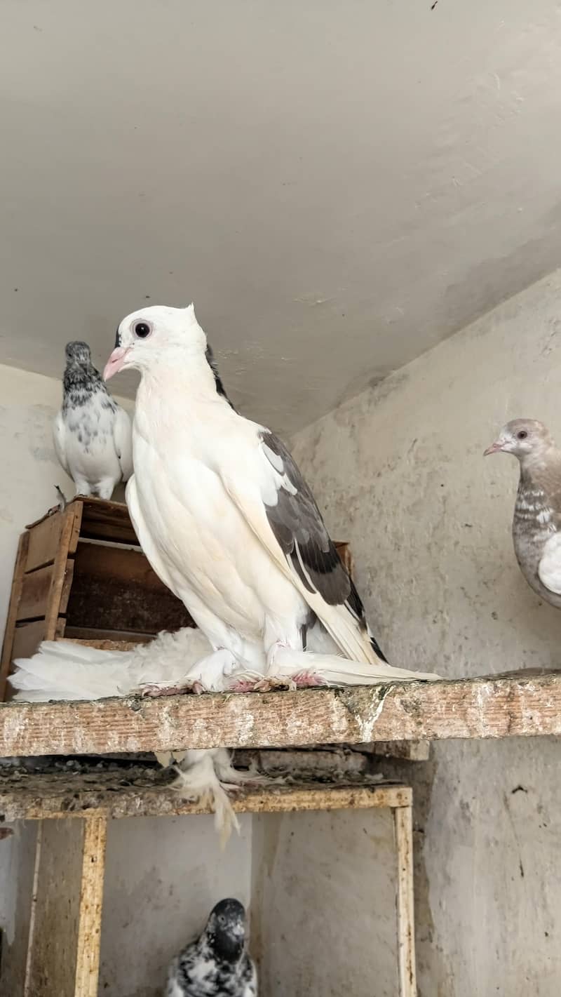Fancy pigeon 12