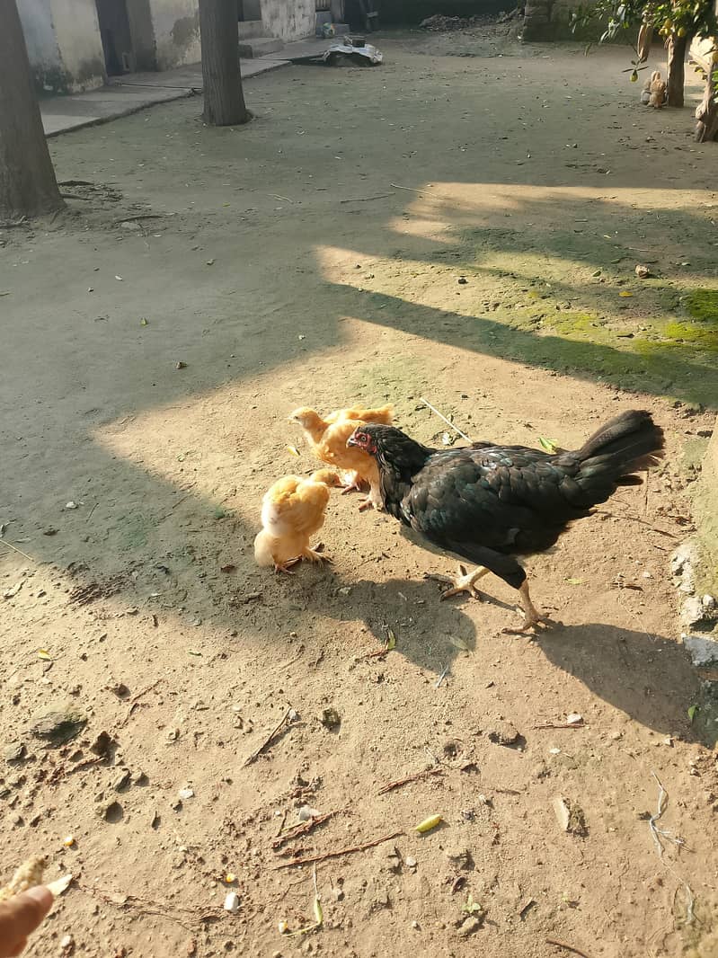 Golden puff 2
