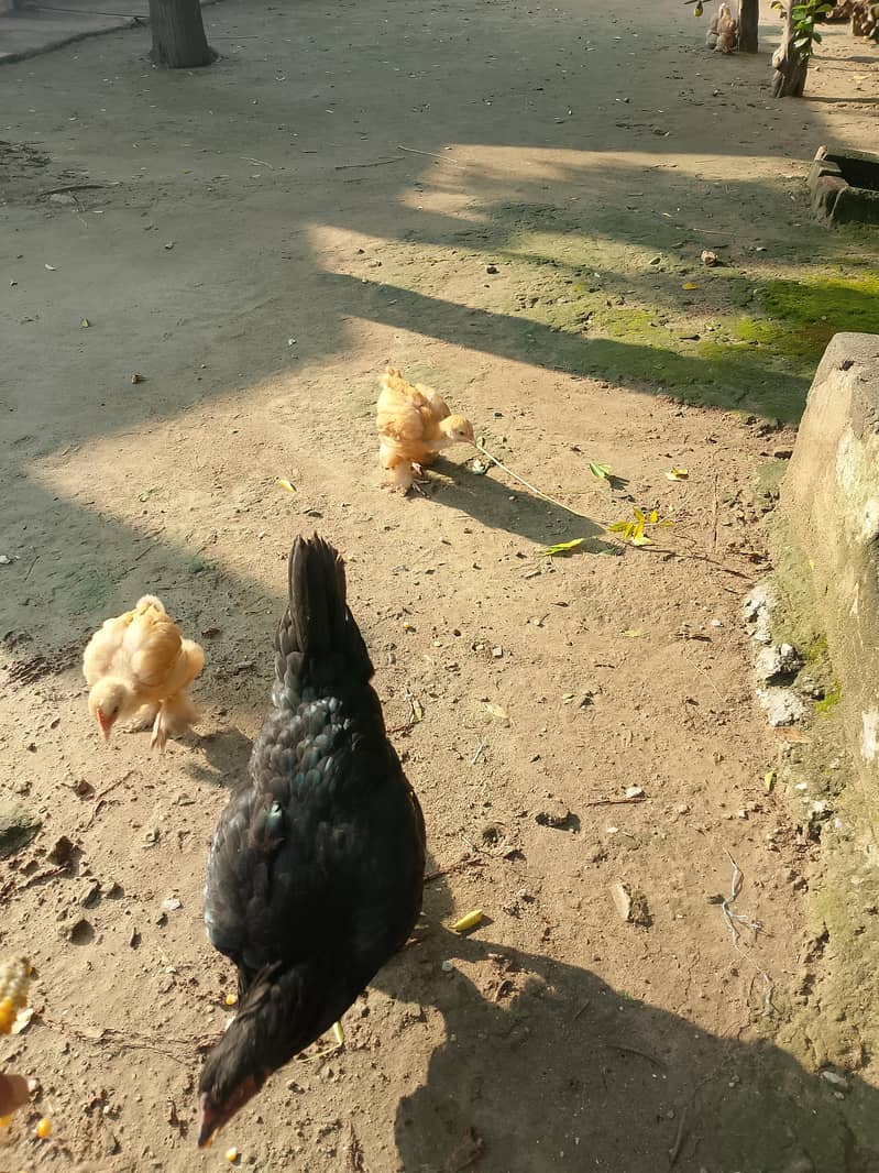 Golden puff 3