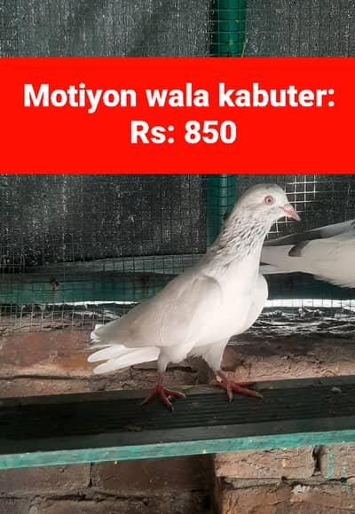 High flying pigeons for sale/ kabuter for sale
