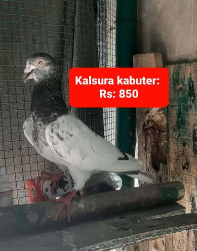 High flying pigeons for sale/ kabuter for sale