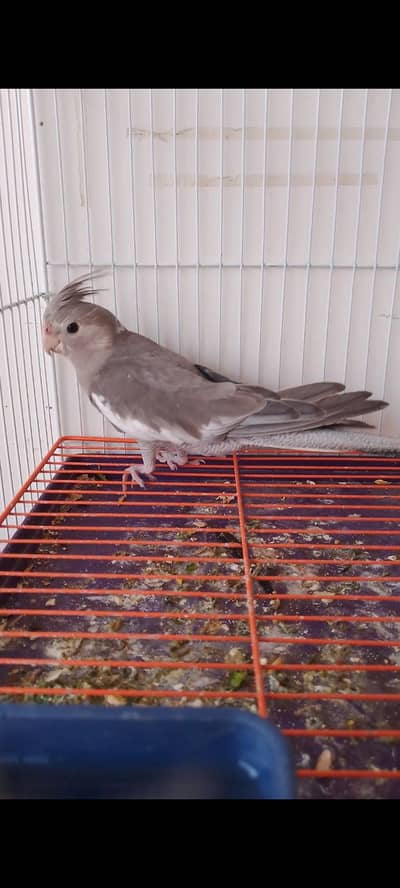 White face cocktail pair healthy and active