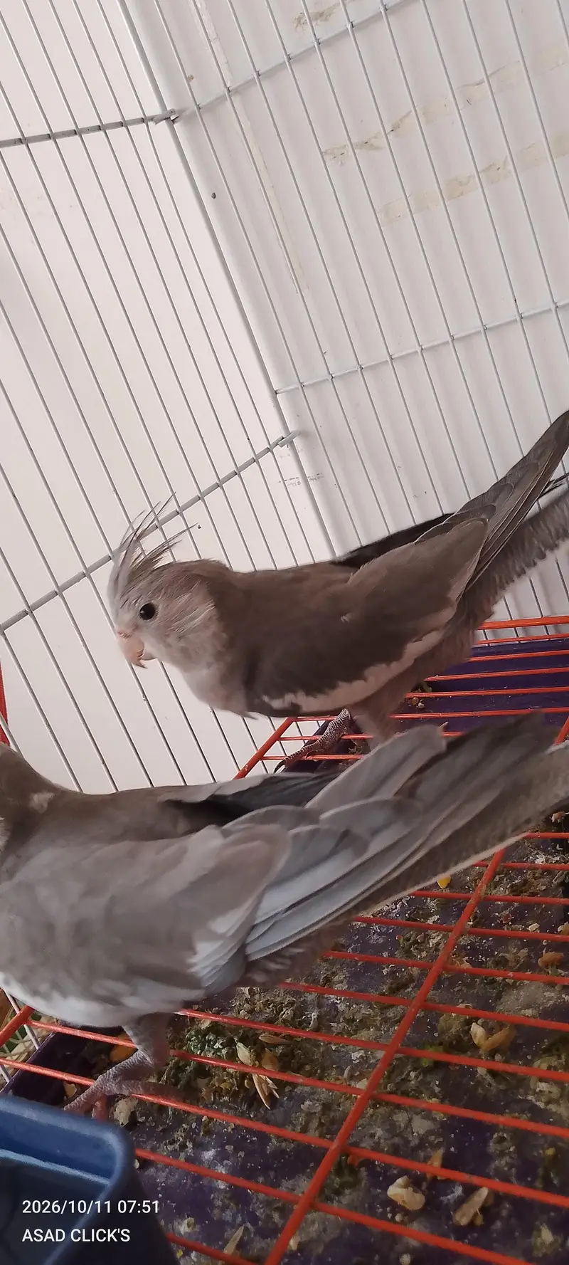 White face cocktail pair healthy and active — photo 2