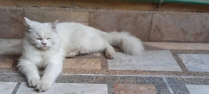 2x Persian cats for sale