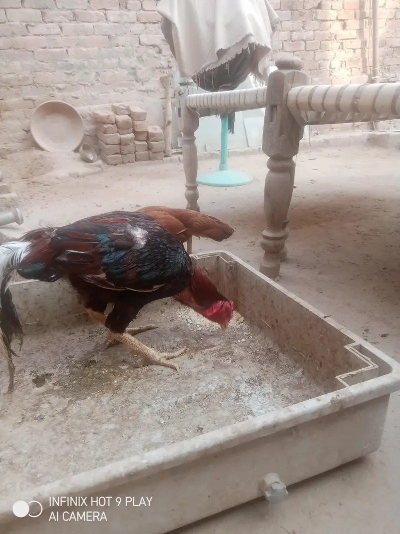 aseel lakha pair — photo 2