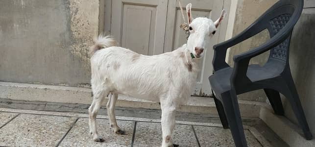 White Teedy bakri