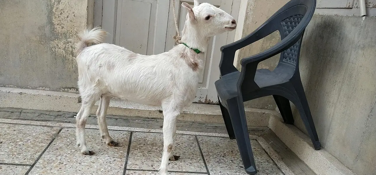 White Teedy bakri — photo 2