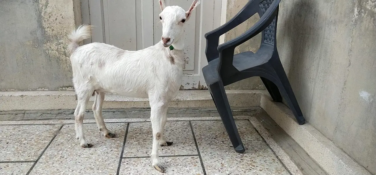 White Teedy bakri — photo 3
