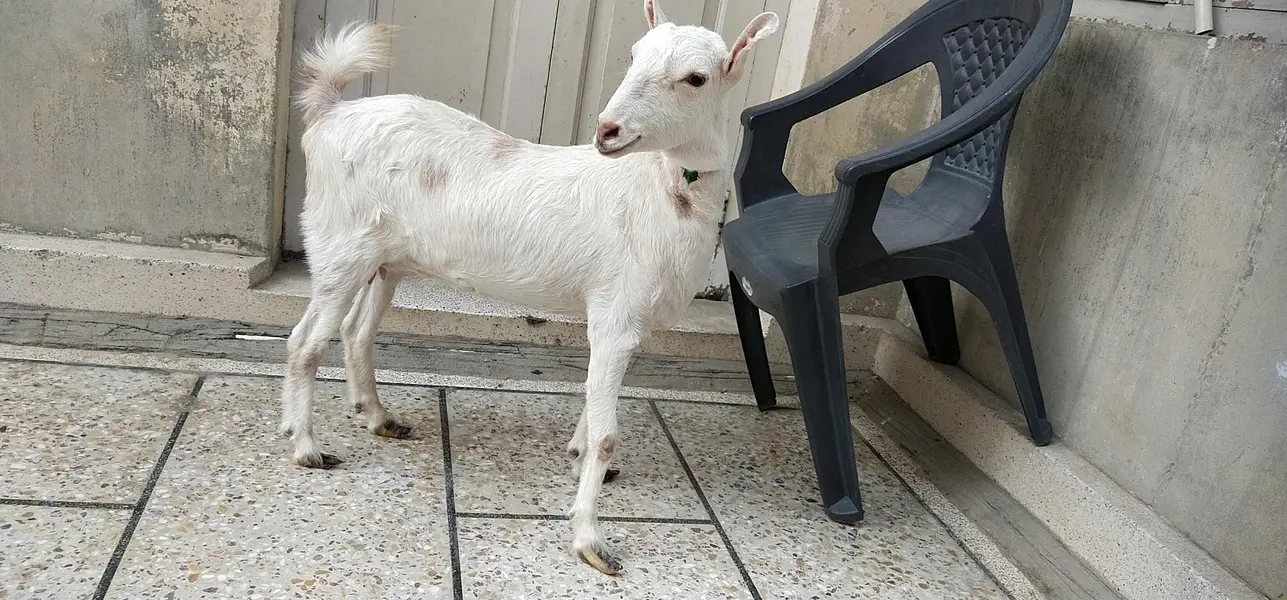 White Teedy bakri — photo 4