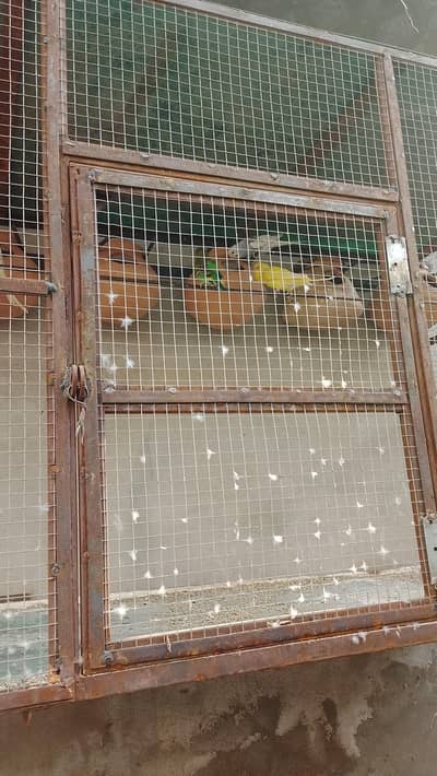 parrot for sale location multan