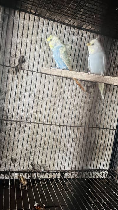 Hogoromo and blackface budgies