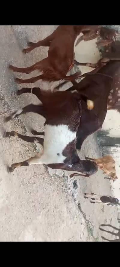 bakra for sale wazan takriban16kgs net meat