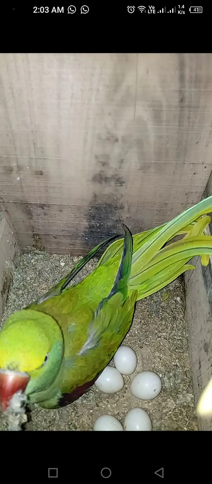 Raw parrit pair confirm breeder pair for sale — photo 3