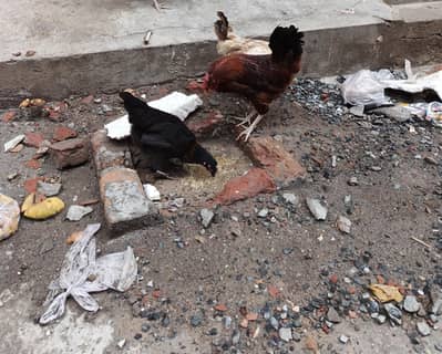 2 KG k kareeb wegit hai murge ka