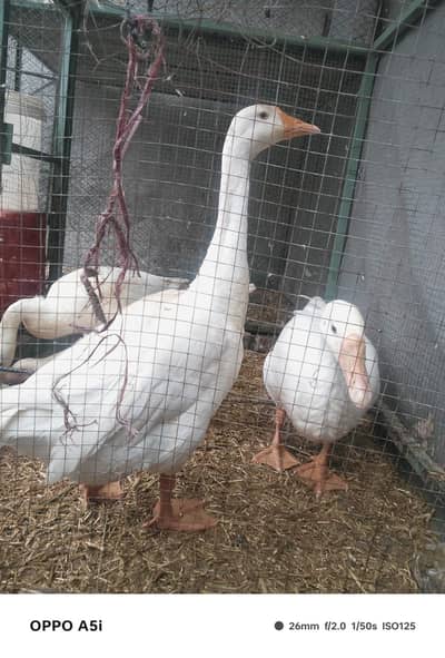 healthy ducks ha sab