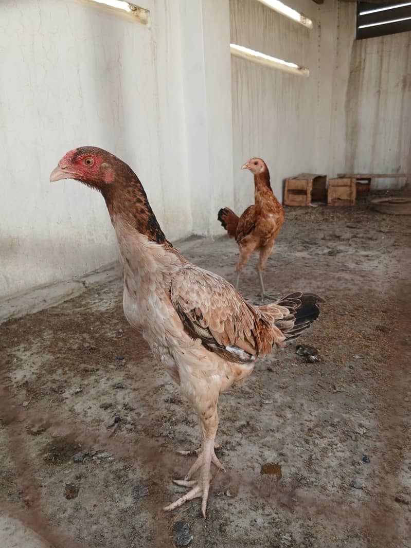 اصیل Murgi 1