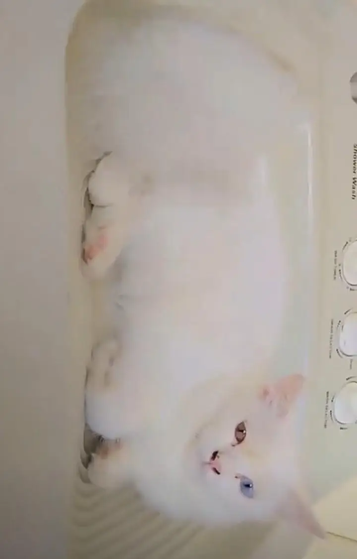 Persian cat for sale price final 3000 — photo 2