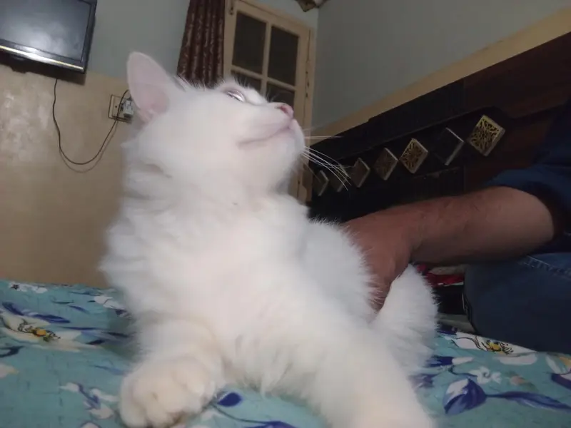 Persian cat for sale price final 3000 — photo 3