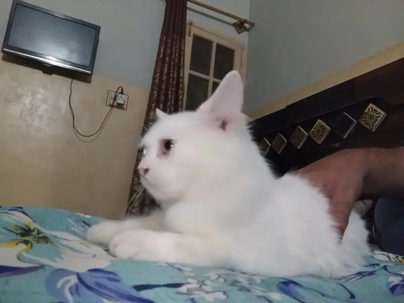 Persian cat for sale price final 3000 — photo 4