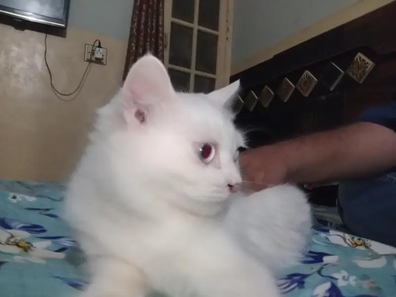 Persian cat for sale price final 3000 — photo 5