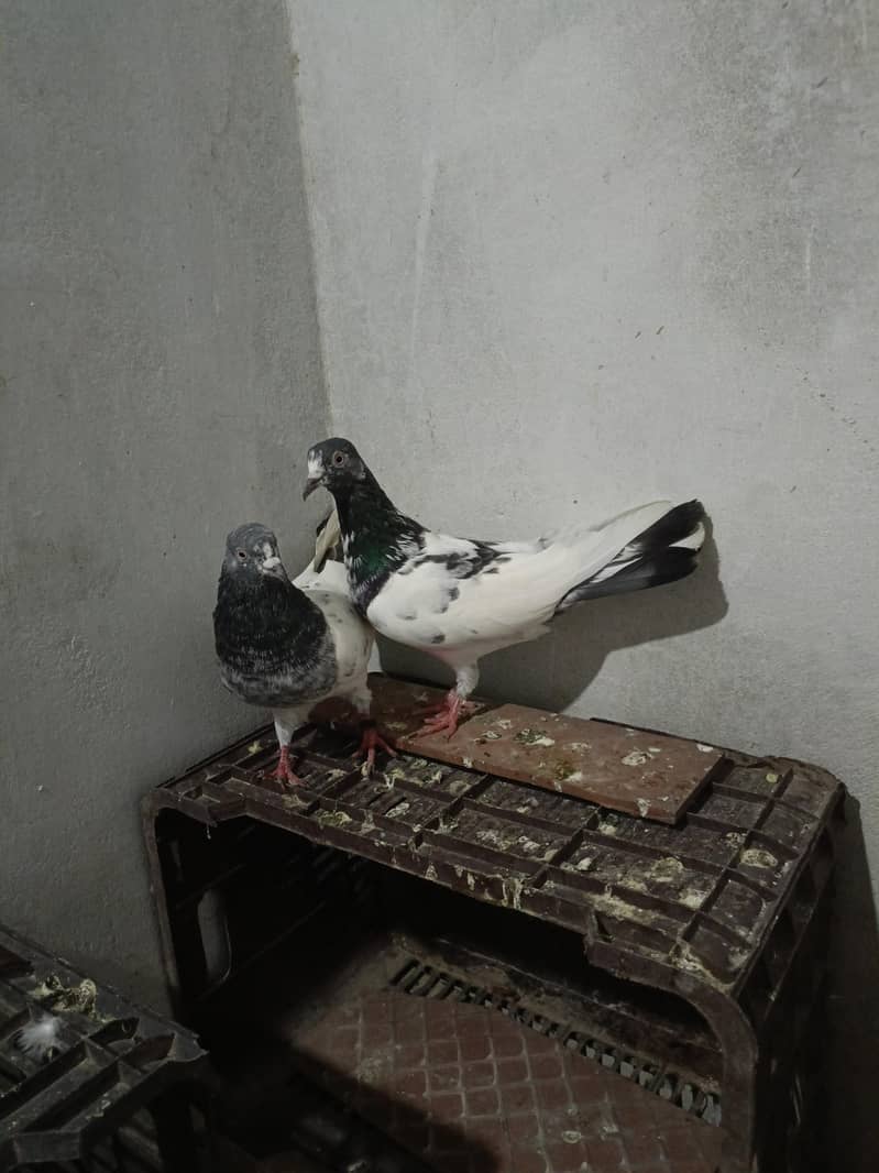 Teddy Breeder pair 2
