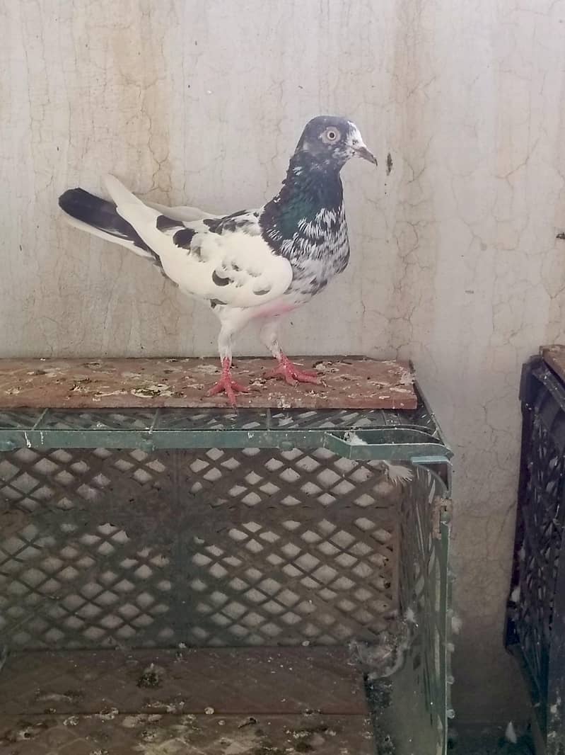 Teddy Breeder pair 3