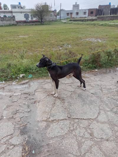 30000 . . . bully and gultar karass . . . 03003876984