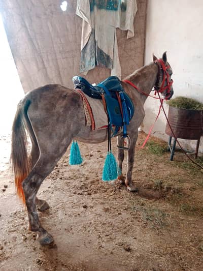 sale for male horse