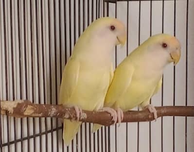 Rosicoly Love Birds White Face breeder Pair