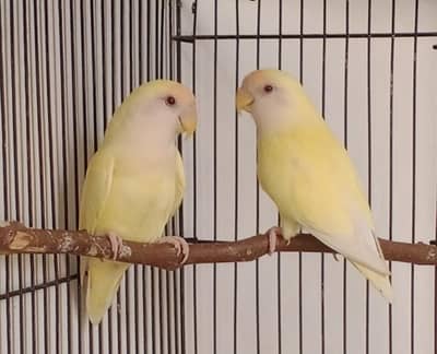 Rosicoly Love Birds White Face breeder Pair
