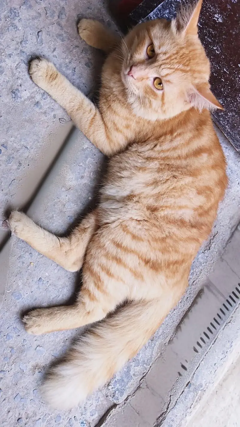 cat for sale — photo 3