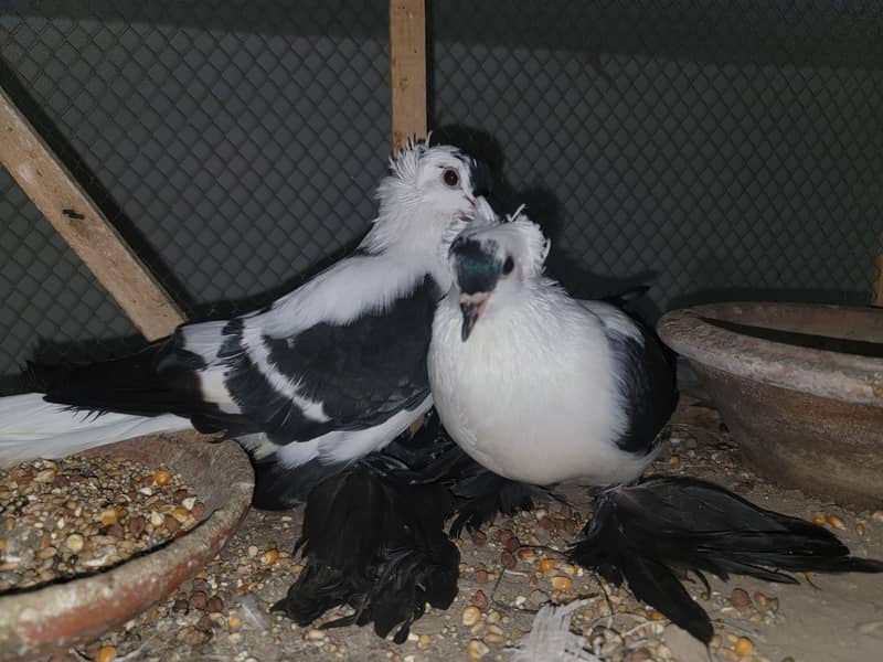 swallow pair available 0