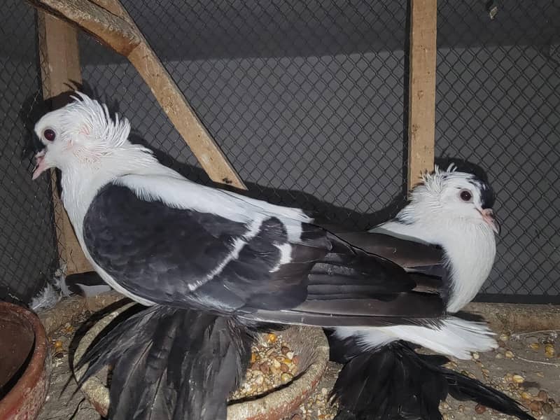 swallow pair available 1