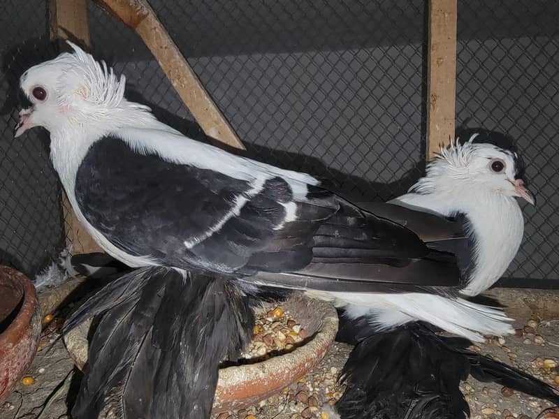 swallow pair available 2