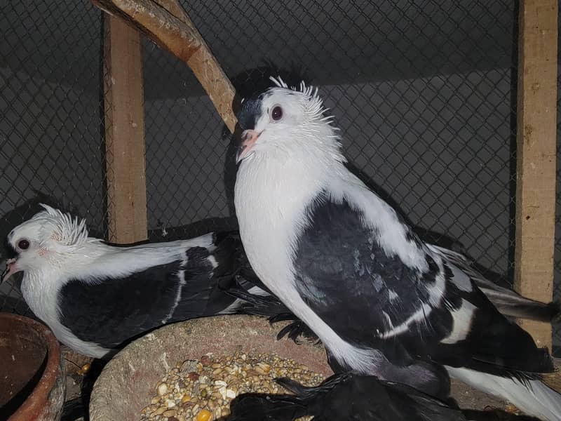 swallow pair available 3