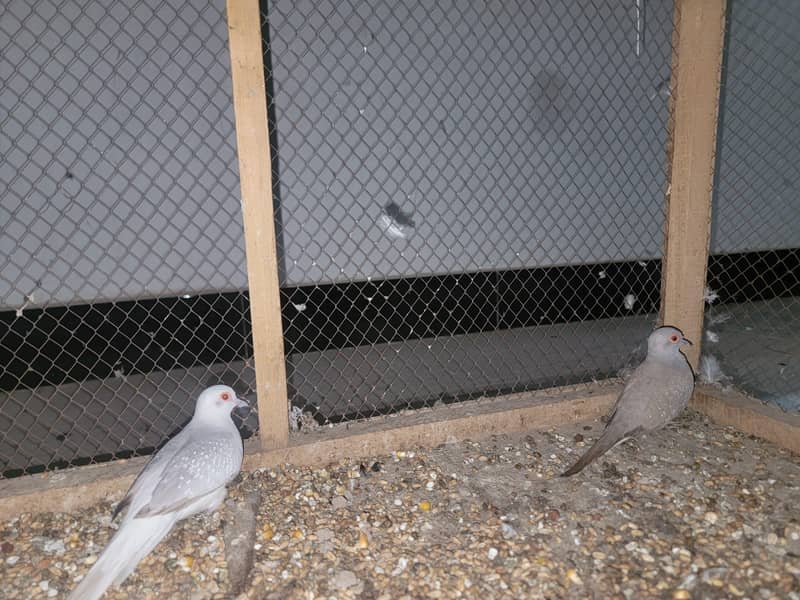 swallow pair available 4