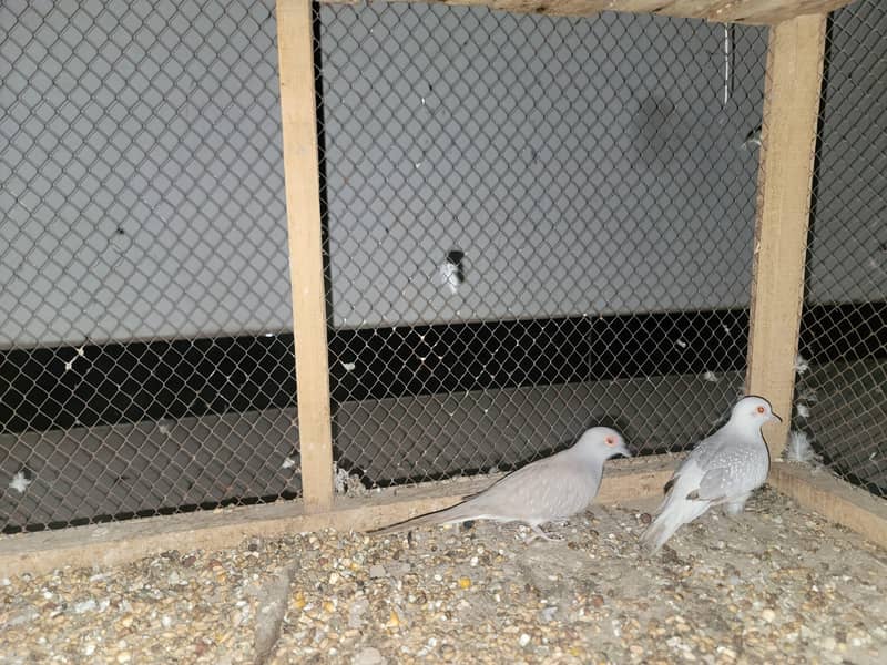 swallow pair available 5