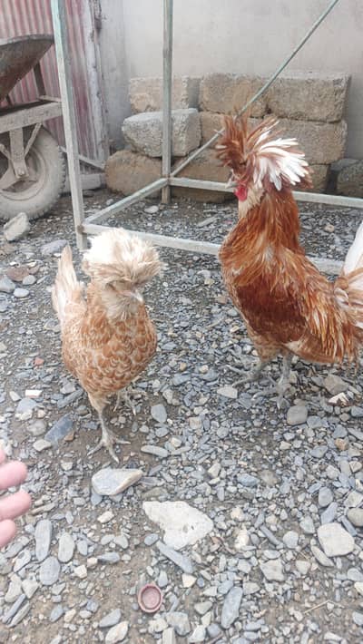 Buff Polish full breeder 110%