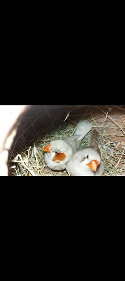 zebra finch