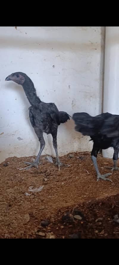 dragon chicks