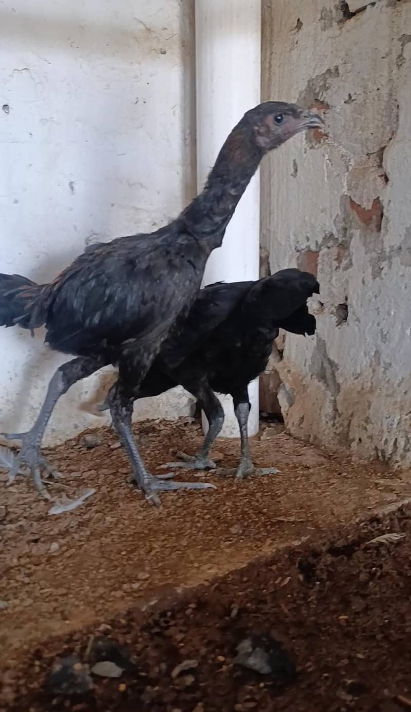 dragon chicks 1