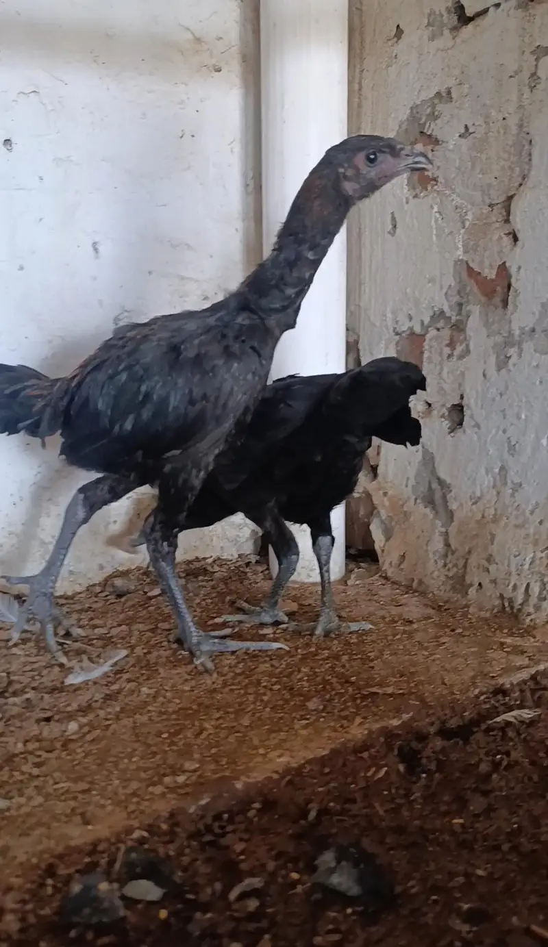 dragon chicks — photo 2