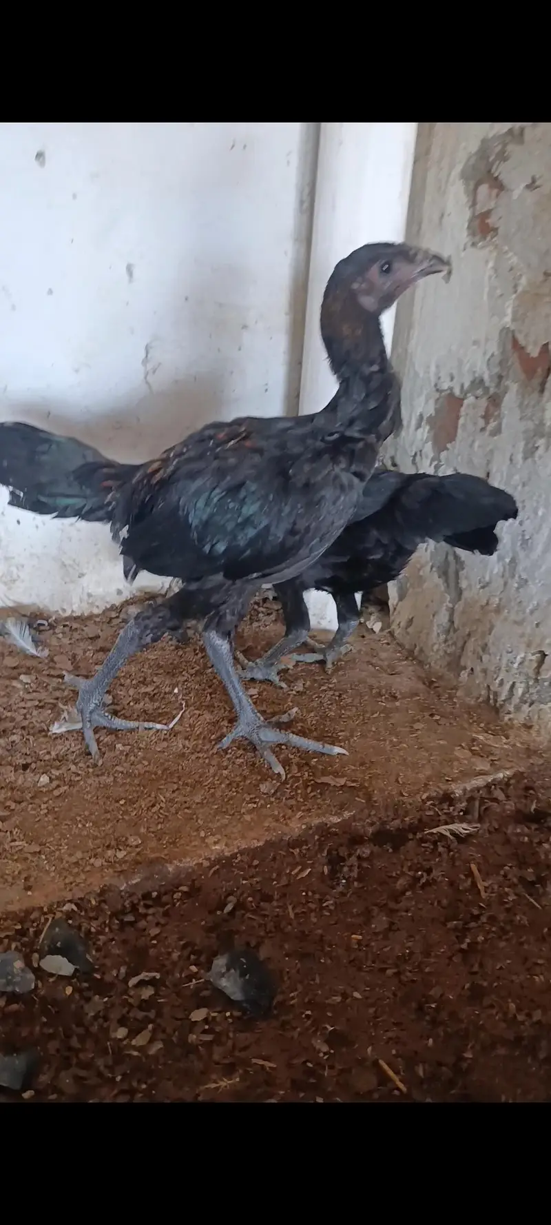 dragon chicks — photo 3