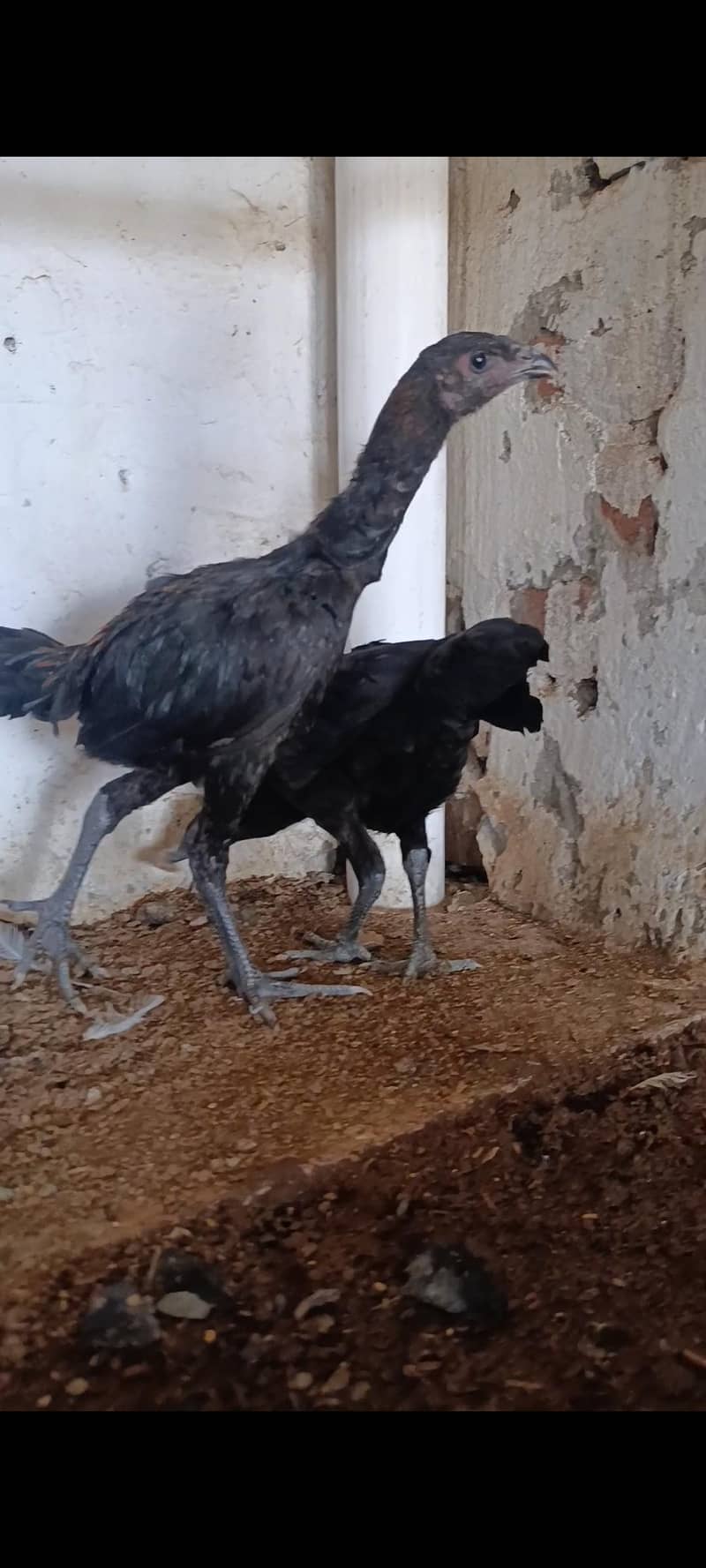 dragon chicks 3