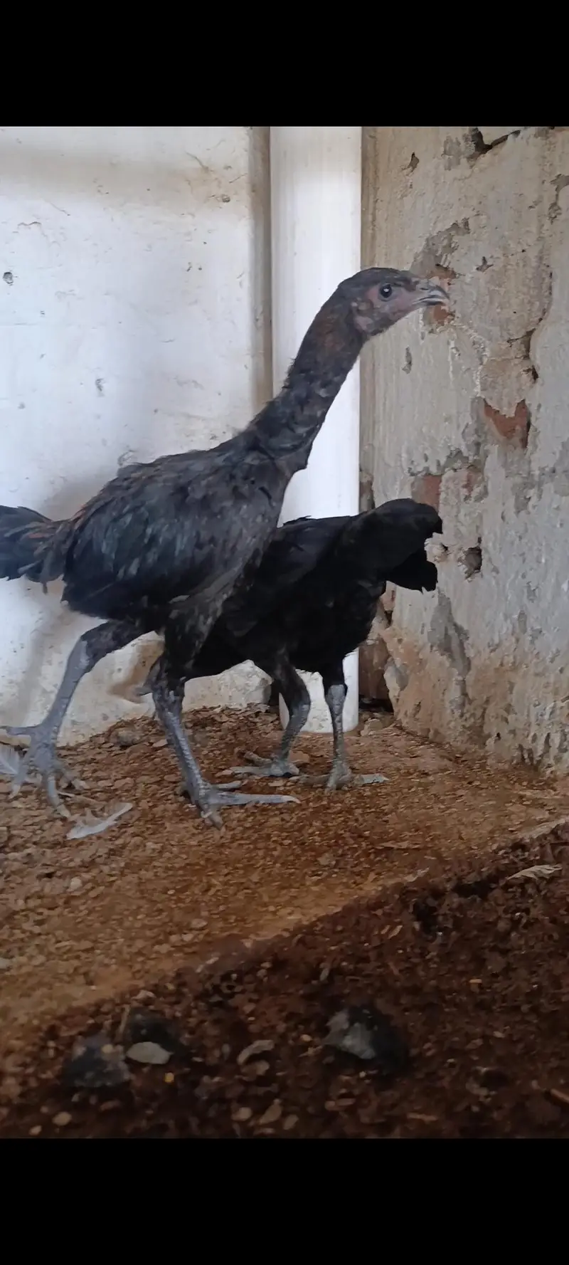 dragon chicks — photo 4