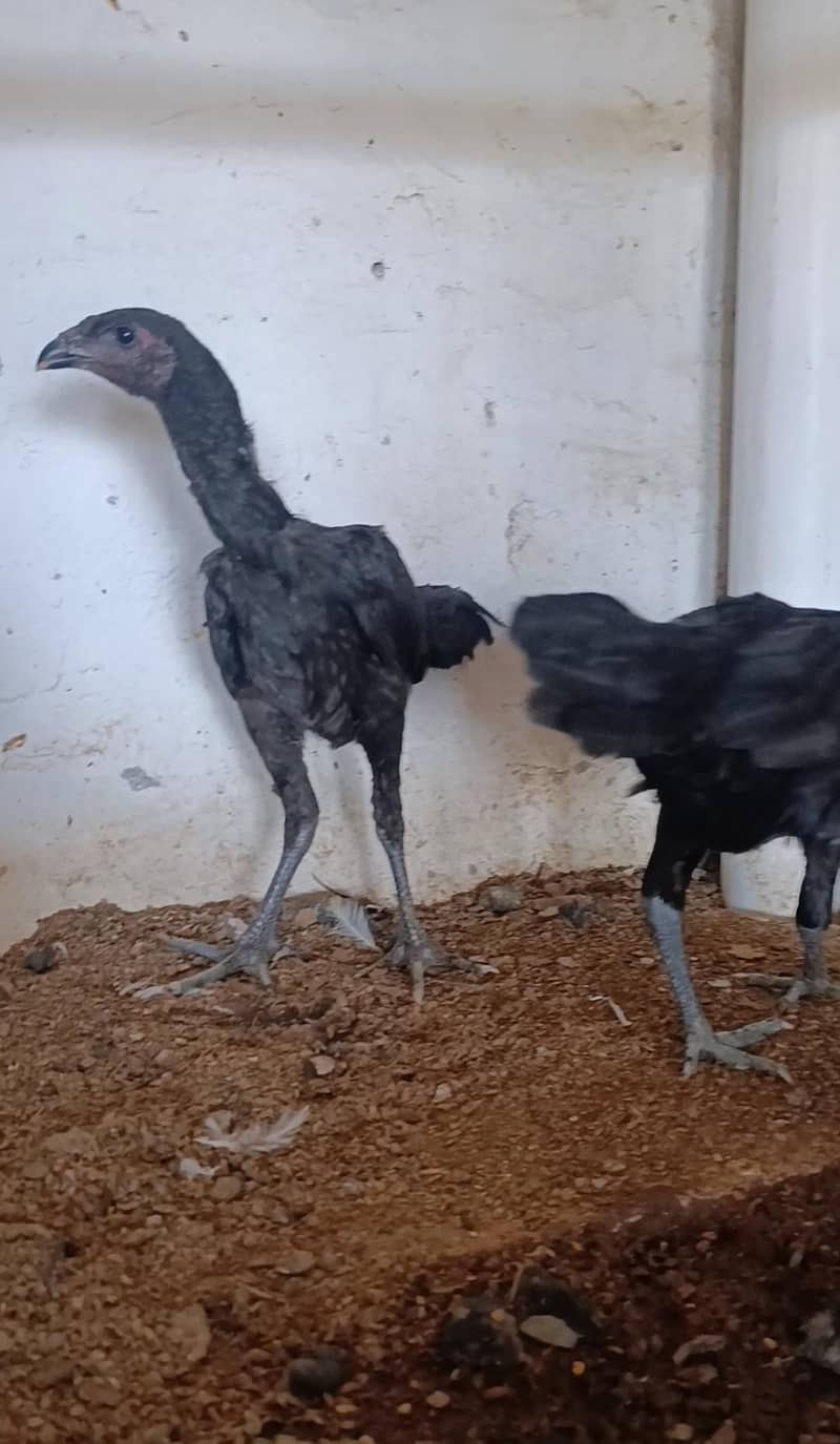dragon chicks 4
