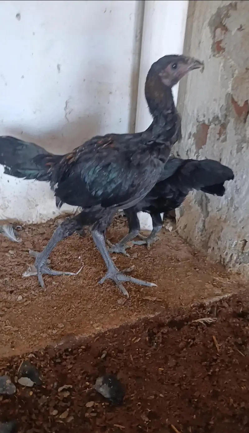 dragon chicks — photo 6
